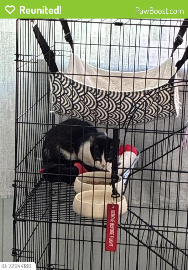 Reunited Female Cat last seen South Griffith Park Drive, Burbank, CA 91506