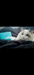 Lost Female Cat last seen Rosebowl , Pasadena, CA 91103