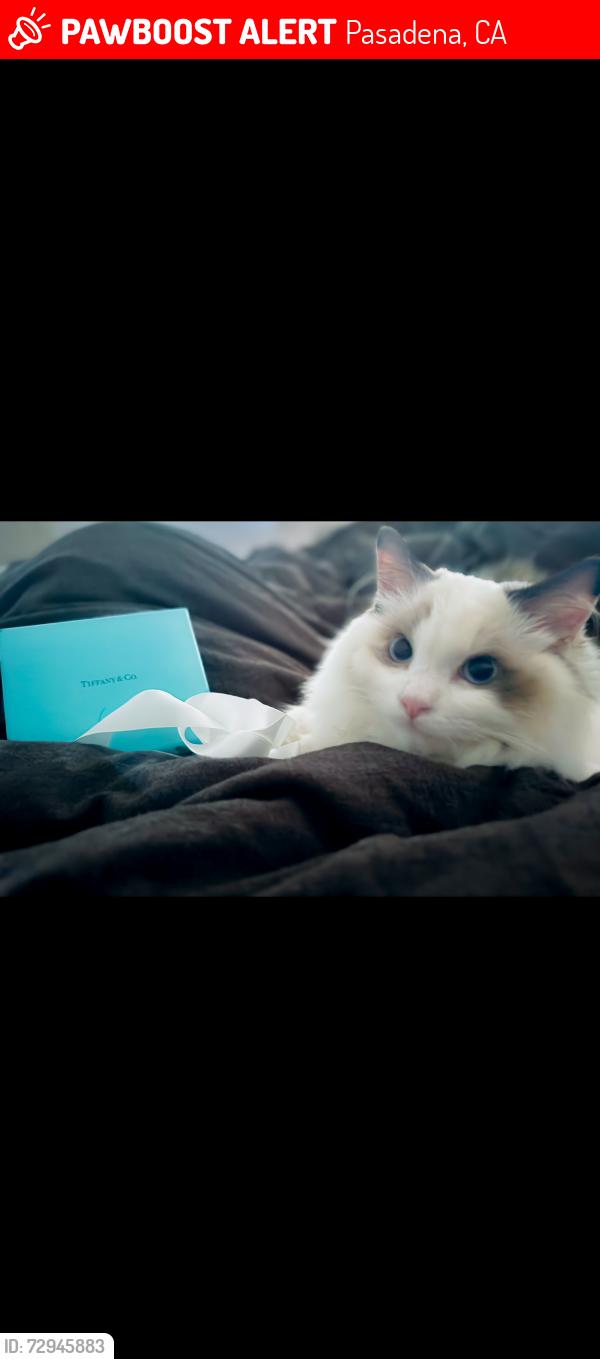 Lost Female Cat last seen Rosebowl , Pasadena, CA 91103