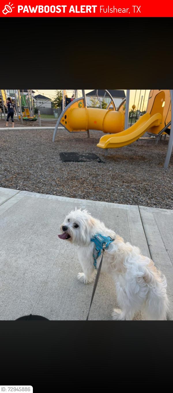 Lost Male Dog last seen Marlow manor and riley height, Fulshear, TX 77441