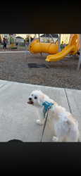 Lost Male Dog last seen Marlow manor and riley height, Fulshear, TX 77441
