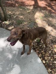 Reunited Female Dog last seen Davis circle NW 30318, Atlanta, GA 30318