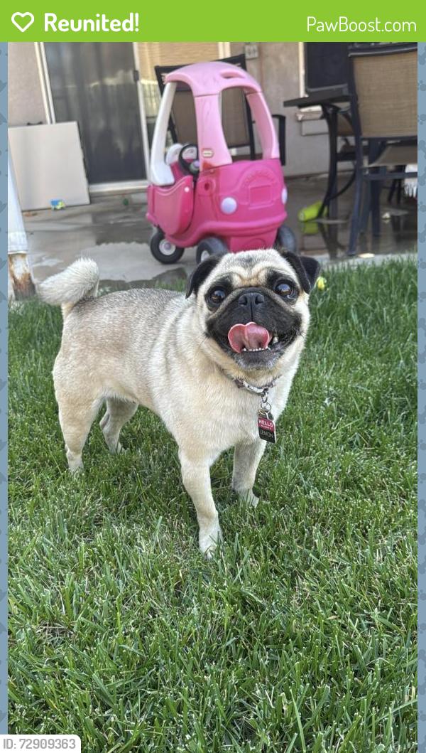 Reunited Female Dog last seen Service rd, Ceres, CA 95307