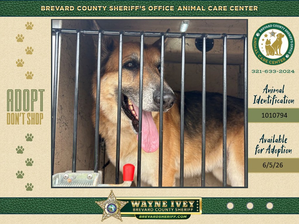 Shelter Stray Male Dog last seen FL, Melbourne, FL 32934