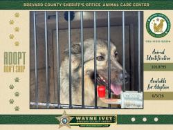 Shelter Stray Female Dog last seen FL, Melbourne, FL 32934