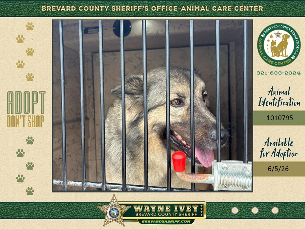 Shelter Stray Female Dog last seen FL, Melbourne, FL 32934