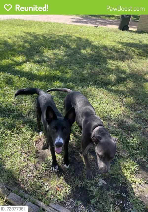 Reunited Male Dog last seen Autumn Meadow dr , Cypress Meadows, TX 77449