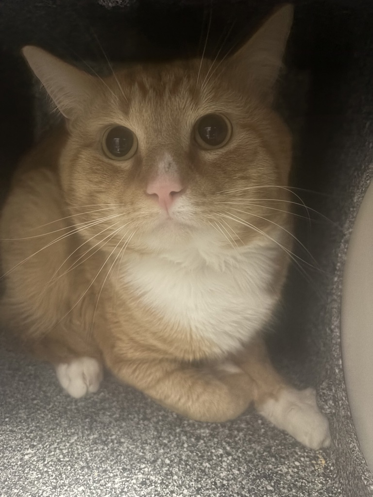 Shelter Stray Male Cat last seen Near Snyder Avenue, BROOKLYN, NY, 11226, New York, NY 10029