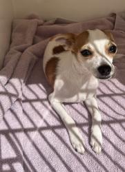Shelter Stray Male Dog last seen Unity, OR, 1700 W Historic Columbia River Hwy, Troutdale, OR 97060, USA
