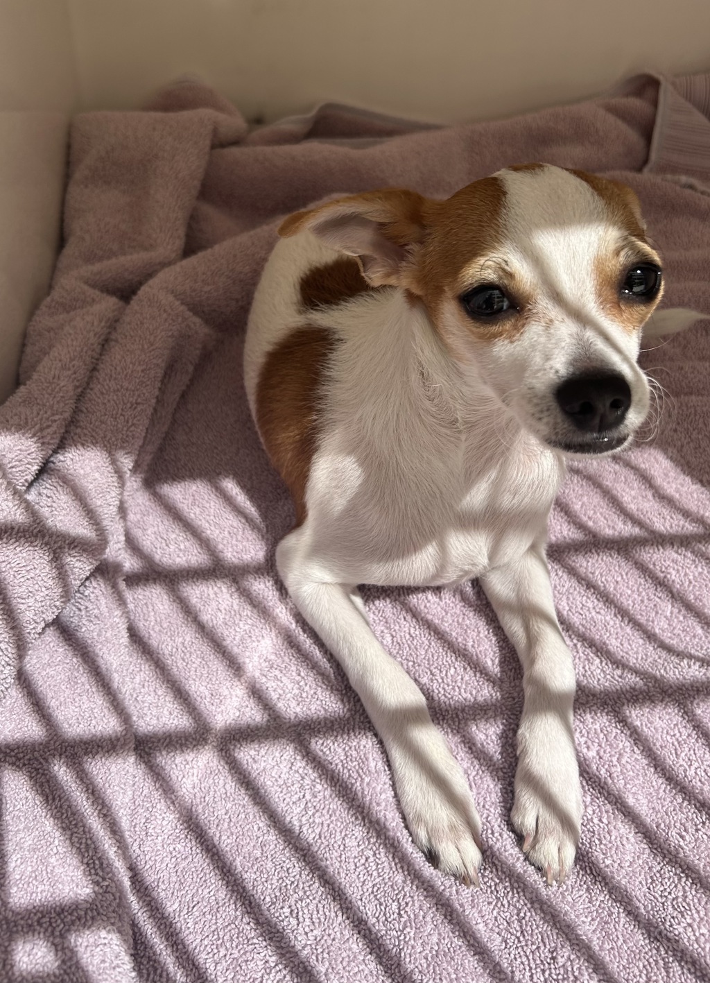 Shelter Stray Male Dog last seen Unity, OR, 1700 W Historic Columbia River Hwy, Troutdale, OR 97060, USA