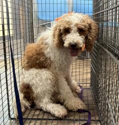 Shelter Stray Unknown Dog last seen Hamilton Street, San Diego, CA, 92116, San Diego, CA 92110