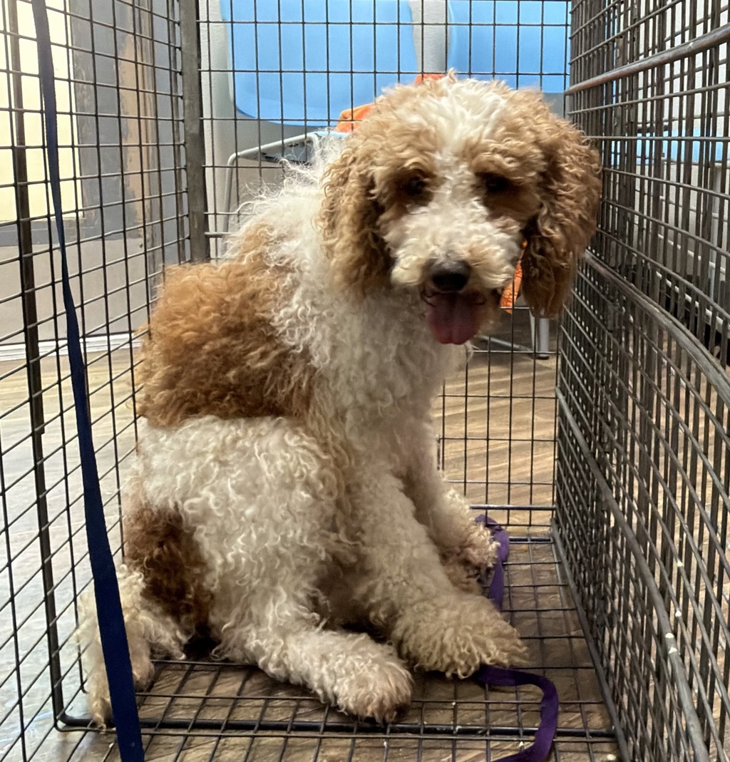 Shelter Stray Unknown Dog last seen Hamilton Street, San Diego, CA, 92116, San Diego, CA 92110