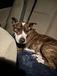 Found/Stray Male Dog last seen San Bruno Caltrain Station , San Bruno, CA 94066