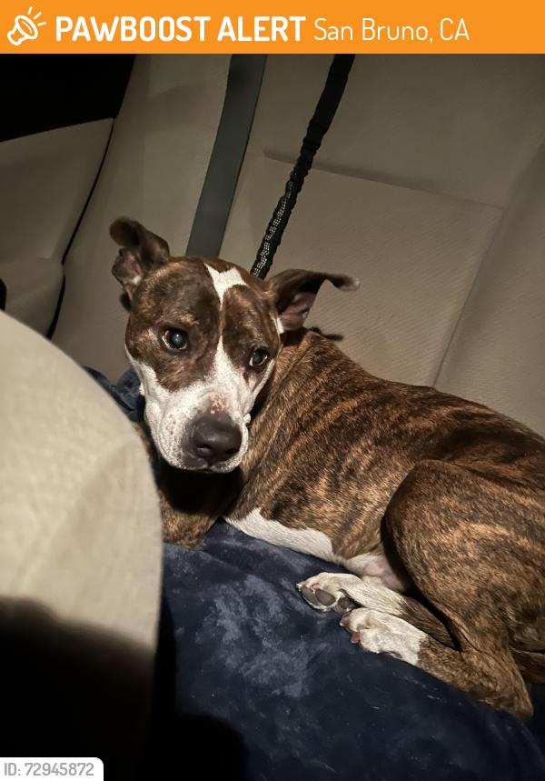 Found/Stray Male Dog last seen San Bruno Caltrain Station , San Bruno, CA 94066