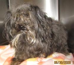 Shelter Stray Female Dog last seen Spring forest Road and Capital, RALEIGH, NC, 27616, Raleigh, NC 27610