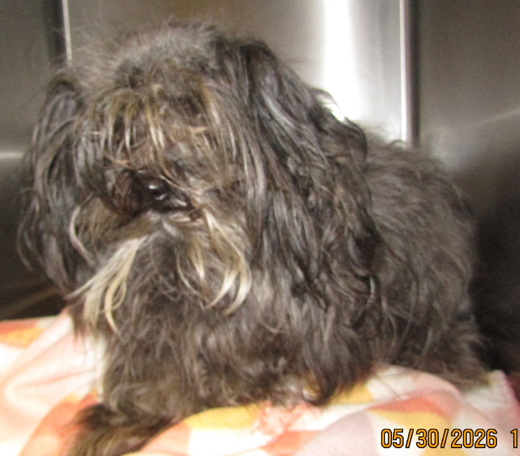 Shelter Stray Female Dog last seen Spring forest Road and Capital, RALEIGH, NC, 27616, Raleigh, NC 27610