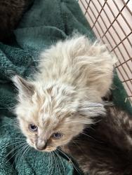 Shelter Stray Female Cat last seen Apt 1,659 E 200 S, SALT LAKE CITY, UT, 84102, Taylorsville, UT 84123