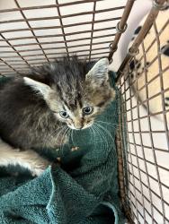 Shelter Stray Female Cat last seen Apt 1,659 E 200 S, SALT LAKE CITY, UT, 84102, Taylorsville, UT 84123