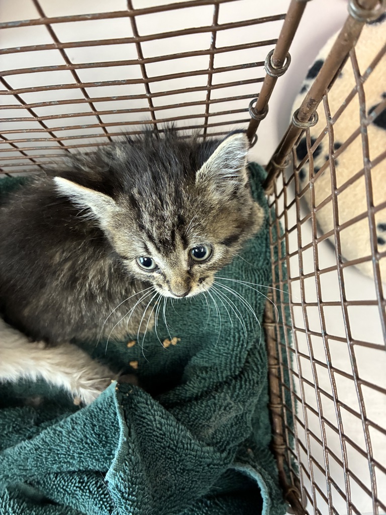 Shelter Stray Female Cat last seen Apt 1,659 E 200 S, SALT LAKE CITY, UT, 84102, 511 W 3900 S, Salt Lake City, UT 84123, USA