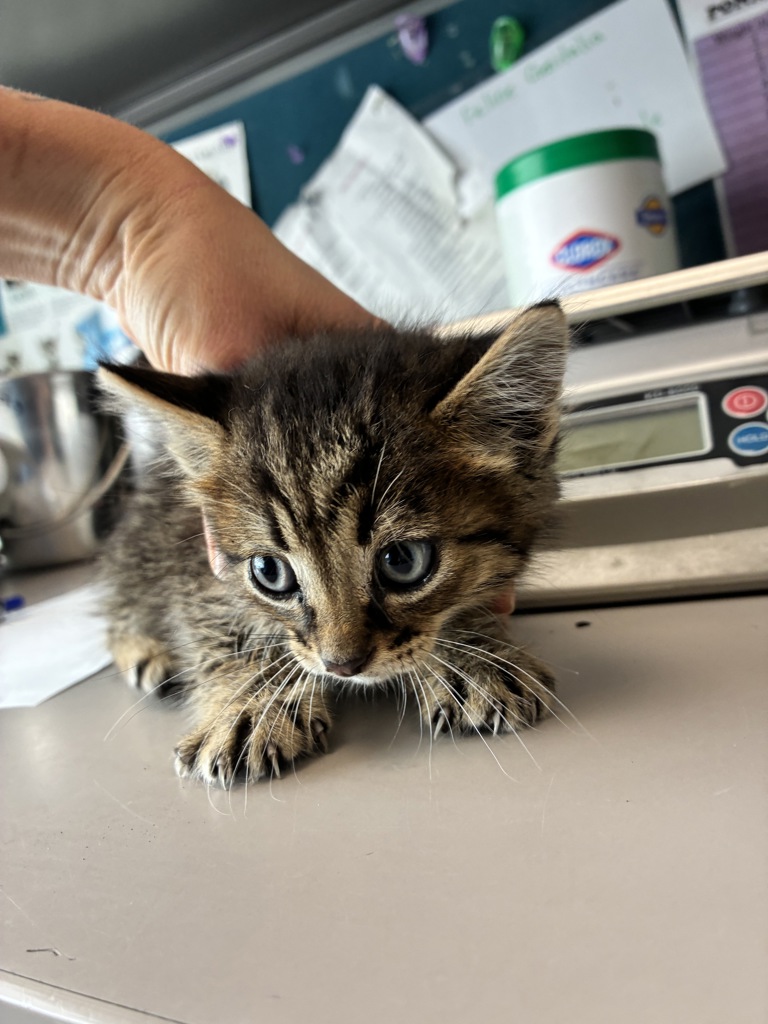 Shelter Stray Male Cat last seen Apt 1,659 E 200 S, SALT LAKE CITY, UT, 84102, 511 W 3900 S, Salt Lake City, UT 84123, USA