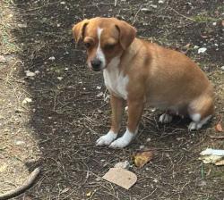 Lost Female Dog last seen Near Shaver St, Pasadena, TX 77502, Pasadena, TX 77502