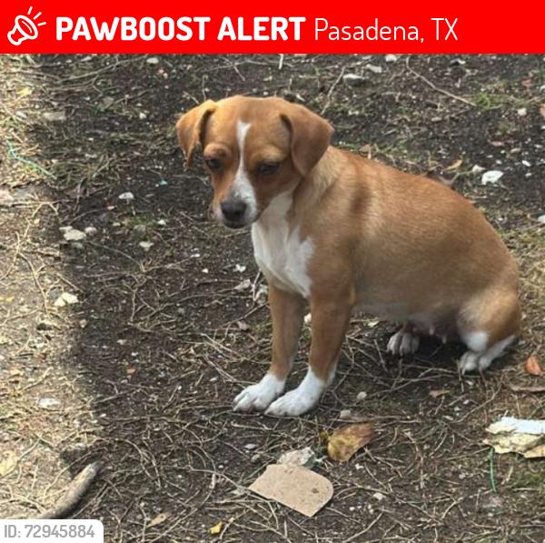 Lost Female Dog last seen Near Shaver St, Pasadena, TX 77502, Pasadena, TX 77502