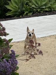 Reunited Male Dog last seen Tyndall Wy, Marina, CA 93933, USA, Marina, CA 93933