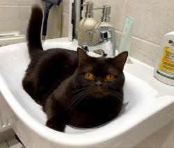 Reunited Female Cat last seen Cul-de-sac on Orpington Rise, Houghton Regis, England LU5 6FW