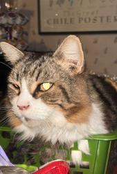 Lost Male Cat last seen Van Wyck Lake Road, Hopewell Junction, NY 12533