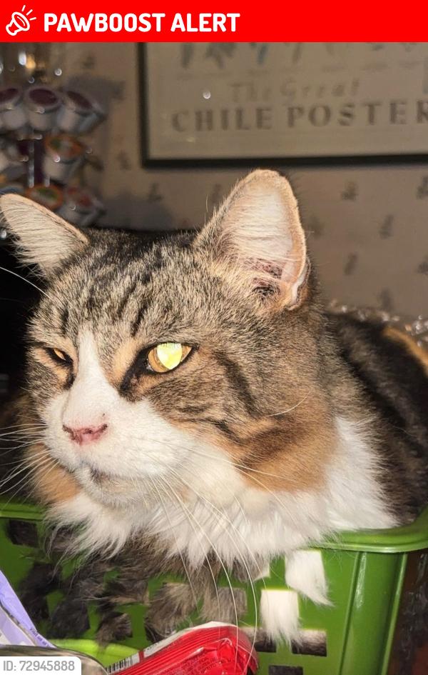 Lost Male Cat last seen Van Wyck Lake Road, Hopewell Junction, NY 12533
