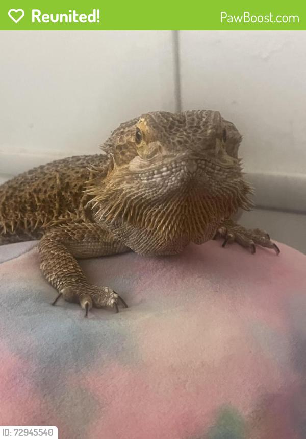 Reunited Female Reptile last seen Shady Acrss, Bloomington, IN 47403