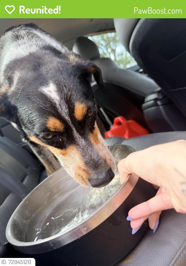 Reunited Female Dog last seen In the middle of street on Hicks Hill Road, Lawndale, NC 28090