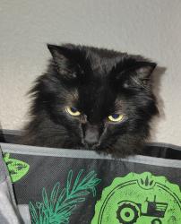 Reunited Male Cat last seen Murray and Lionsgate, Colorado Springs, CO 80916