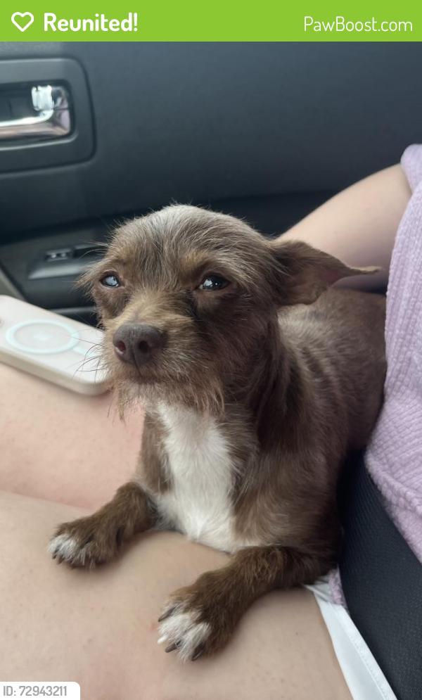 Reunited Female Dog last seen Henderson Mill Rd./ Estuary Apts, Atlanta, GA 30341