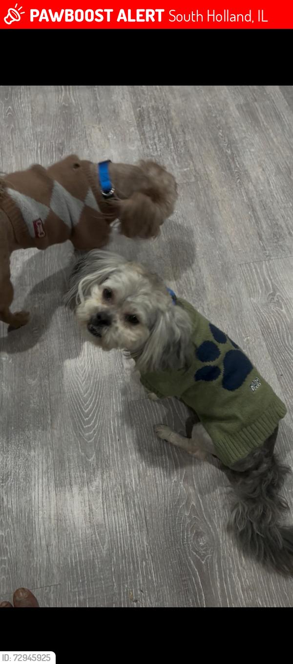 Lost Male Dog last seen Corner of neighborhood, South Holland, IL 60473