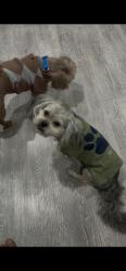 Lost Male Dog last seen Corner of neighborhood, South Holland, IL 60473