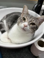 Lost Male Cat last seen East Dunbar and Dayton Rd, Monroe, MI 48161