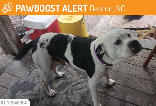 Found/Stray Male Dog last seen CID community church, Denton, NC 27292