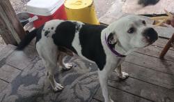 Found/Stray Male Dog last seen CID community church, Denton, NC 27292