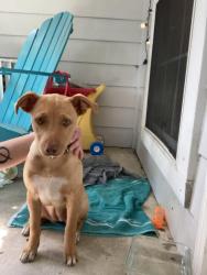 Found/Stray Unknown Dog last seen 81st and Memorial, Tulsa, OK 74133