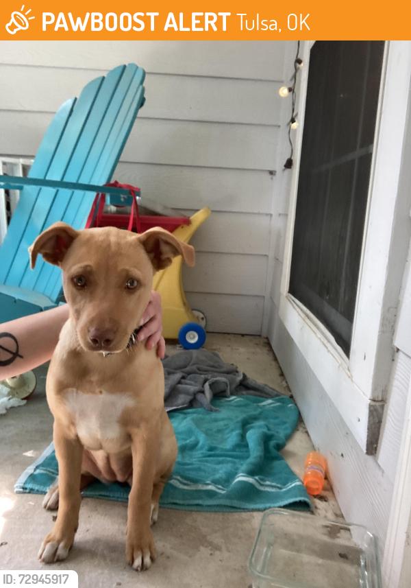 Found/Stray Unknown Dog last seen 81st and Memorial, Tulsa, OK 74133