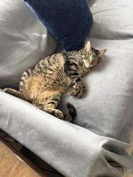 Lost Male Cat last seen Euclid and Imperial , San Diego, CA 92114