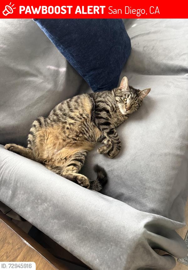 Lost Male Cat last seen Euclid and Imperial , San Diego, CA 92114
