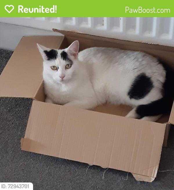 Reunited Male Cat last seen Saunby Grove, Cleethorpes DN35, UK, North East Lincolnshire, England DN35