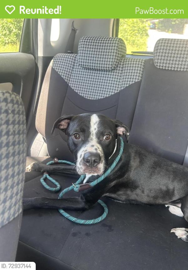 Reunited Male Dog last seen dittmar , Austin, TX 78748