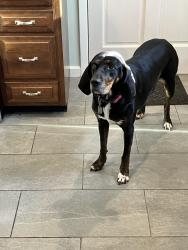 Lost Female Dog last seen Apple and Jops, Greencastle, PA 17225