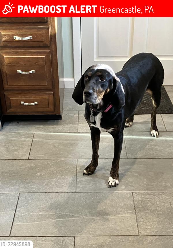 Lost Female Dog last seen Apple and Jops, Greencastle, PA 17225