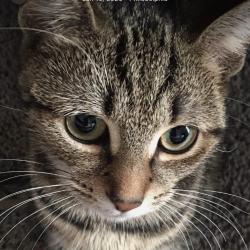 Shelter Stray Female Cat last seen , Philadelphia, PA 19140