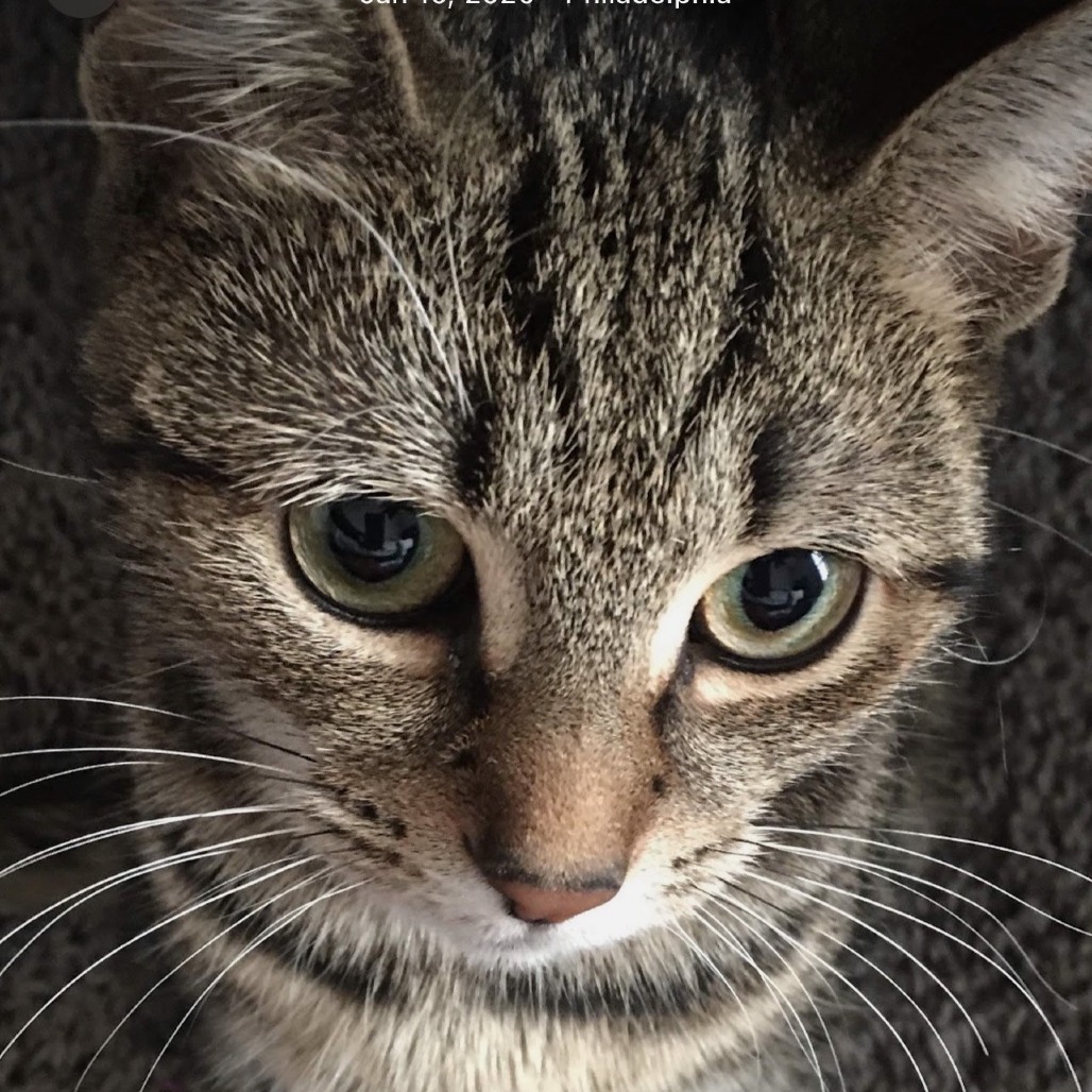 Shelter Stray Female Cat last seen , Philadelphia, PA 19140