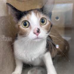 Shelter Stray Female Cat last seen , Philadelphia, PA 19140